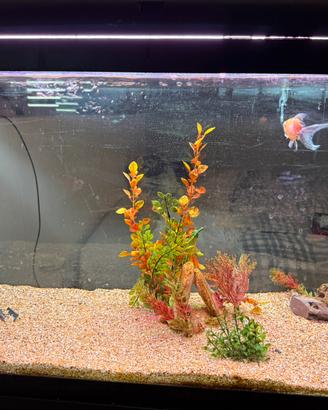 Acquario 120l