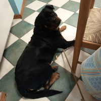 Femmina di Rottweiler