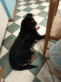 Femmina di Rottweiler