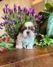cuccioli-shihtzu-con-pedigree-enci