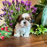 Cuccioli Shihtzu con pedigree ENCI