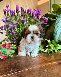 Cuccioli Shihtzu con pedigree ENCI