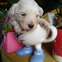 Maltipoo taglia piccola femminuccia