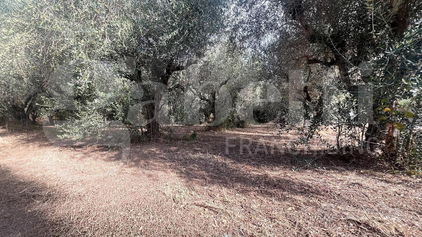 Terreno Agricolo Bellona [Cod. rif 3328126VCG] - Vista 4