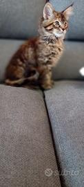 MAINE COON cuccioli
