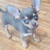 Chihuahua Toy Blu Maschio Anche in 12 Rate