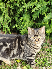 Cucciolo di Scottish Straight