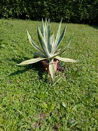 pianta AGAVE AMERICANA