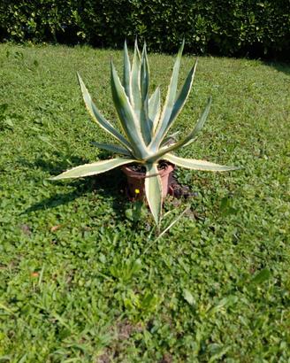 pianta AGAVE AMERICANA