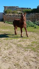 Puledro