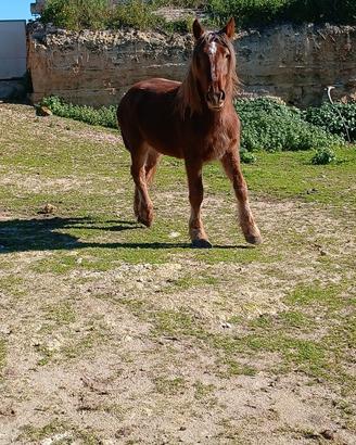 Puledro