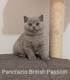 Cucciolo British shorthair