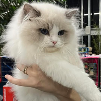Ragdoll Cucciolotti pedigree