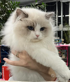 Ragdoll Cucciolotti pedigree