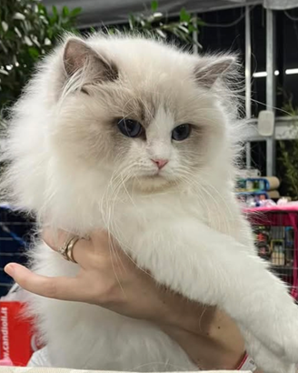 Ragdoll Cucciolotti pedigree