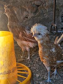 Gallo e gallina padovana