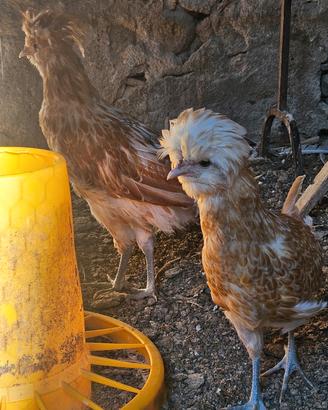 Gallo e gallina padovana