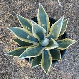 piante di Agave 