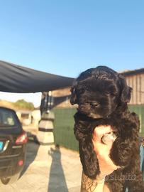 Shihpoo