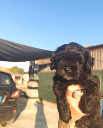 Shihpoo