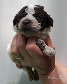 Lagotto romagnolo