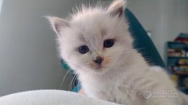 Cucciola Ragdoll Marlene