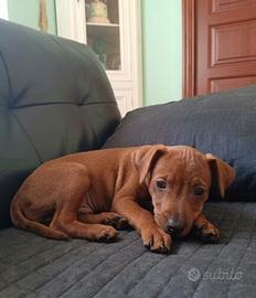 cuccioli di pinscher