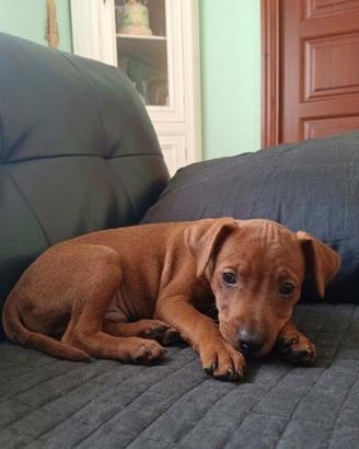 cuccioli di pinscher