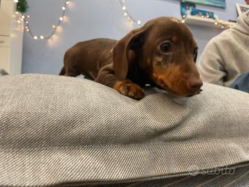 Cuccioli di bassotto