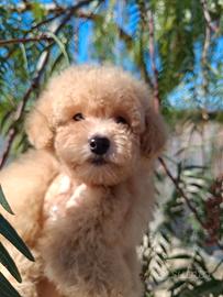 Barboncino color Champagne