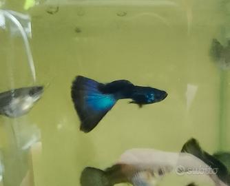 Guppy Moscow Blue