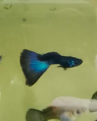 Guppy Moscow Blue