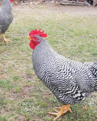 Gallo amrock