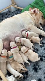 Labrador Retriever