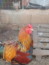 gallo brahma 