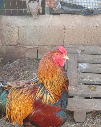 gallo brahma 