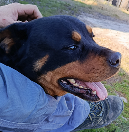 Rottweiler femmina con pedigree