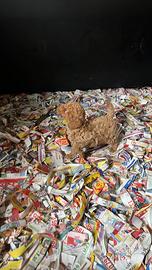 Barboncino maschietto