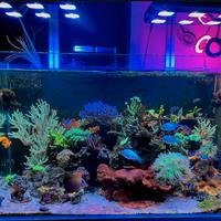 Set dosometrica + ion director GHL acquario marino