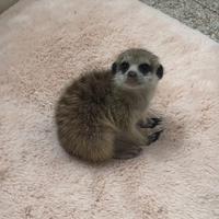 Cucciola di Suricata di 6 mesi nata in casa