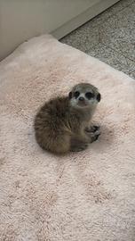 Cucciola di Suricata di 6 mesi nata in casa