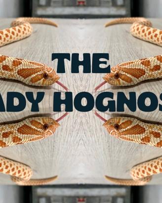 Nasicus - hognose