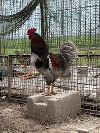 Gallo Australorp