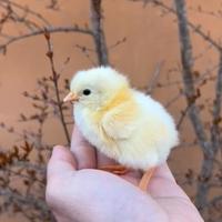 Bionda Piemontese. PULCINO