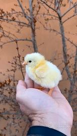 Bionda Piemontese. PULCINO