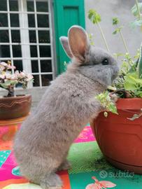 Adorabili Conigli Nani in Cerca di una Nuova Casa