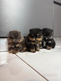 Volpino pomerania BLACK & TAN maschietti Toy