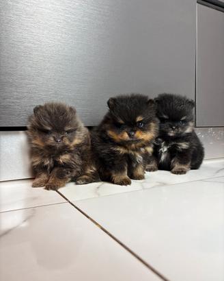Volpino pomerania BLACK & TAN maschietti Toy