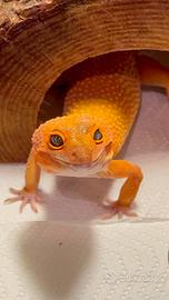 Geco Leopardino femmina Tangerine