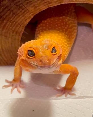 Geco Leopardino femmina Tangerine